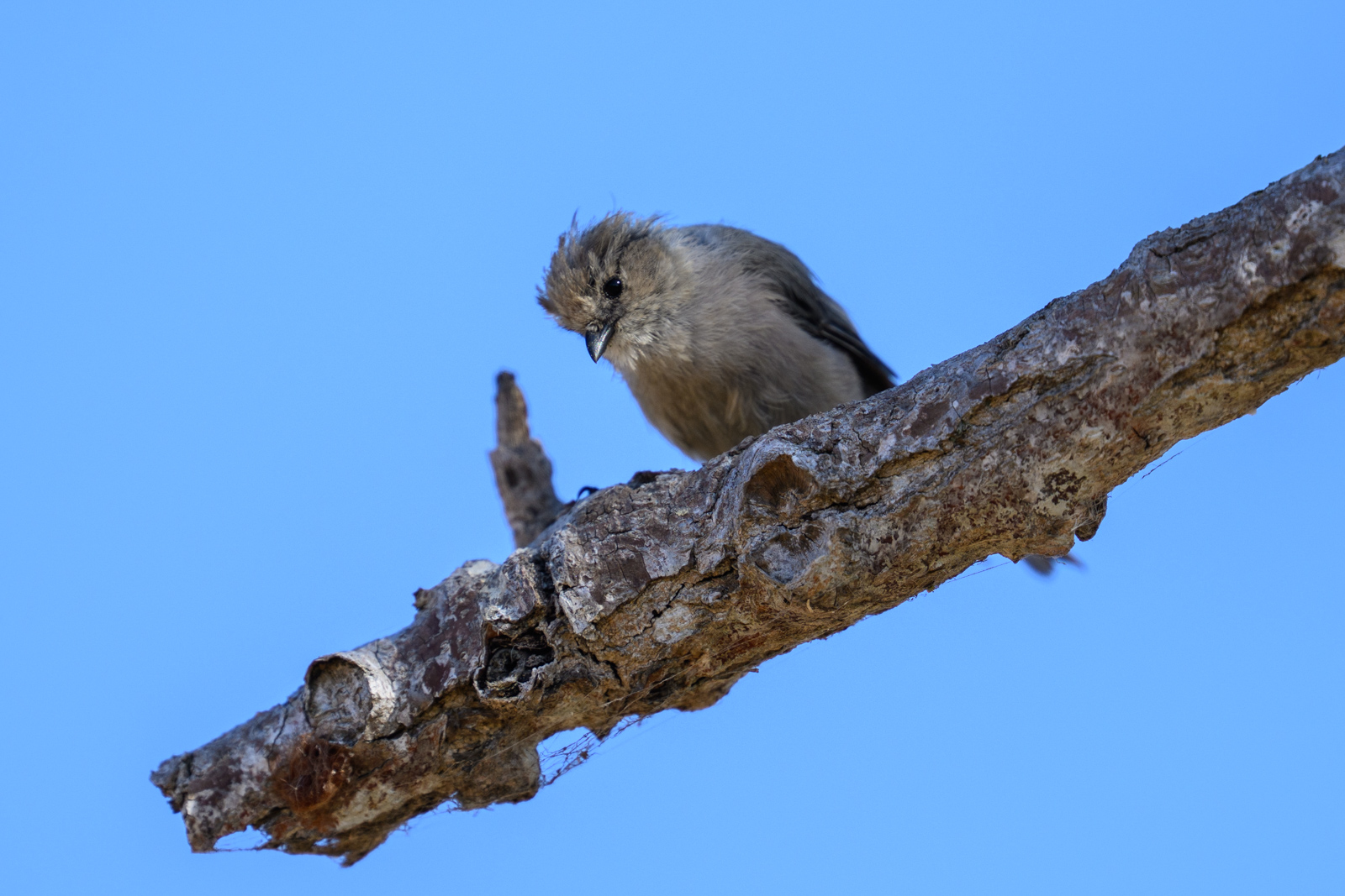 ヤブガラ(Bushtit)