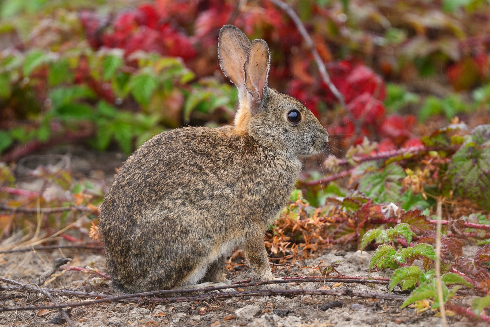 前回に引き続き、ウサギからスタート。ブラシウサギ（California Brush Rabbit）。