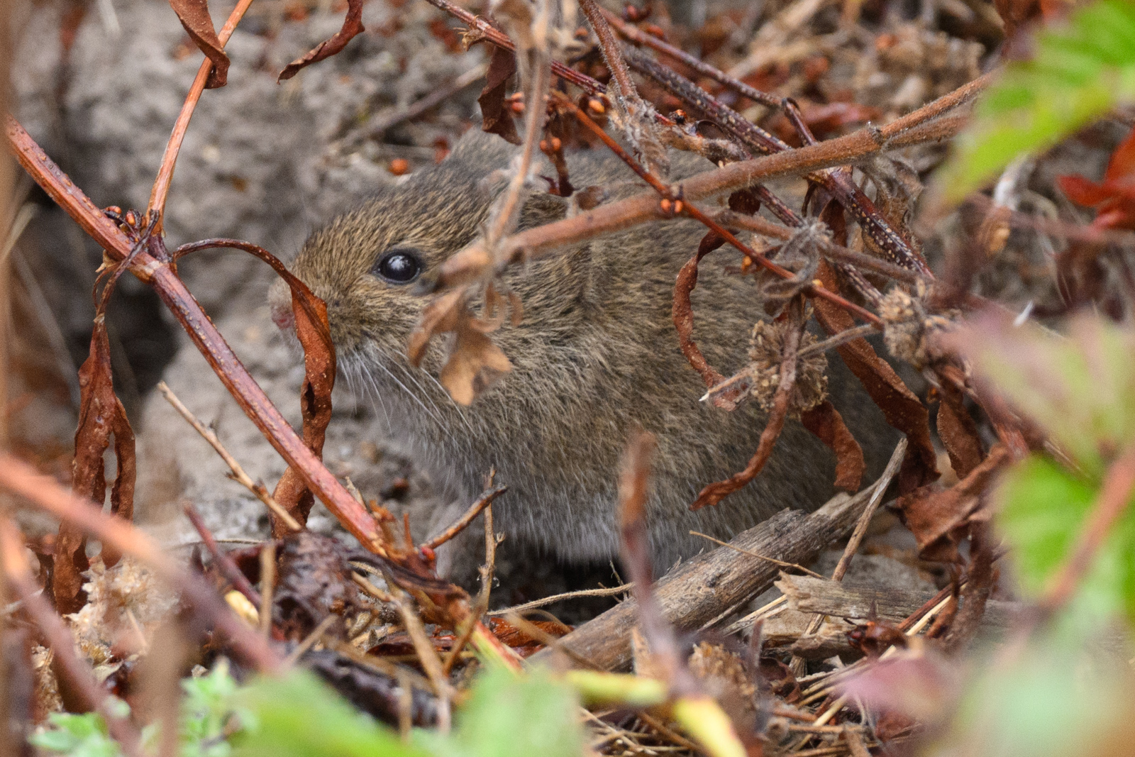 この日は違う生き物もいた。 ハタネズミ（California Vole）。全身像はよく見えなかったので今度改めて探してみたい。