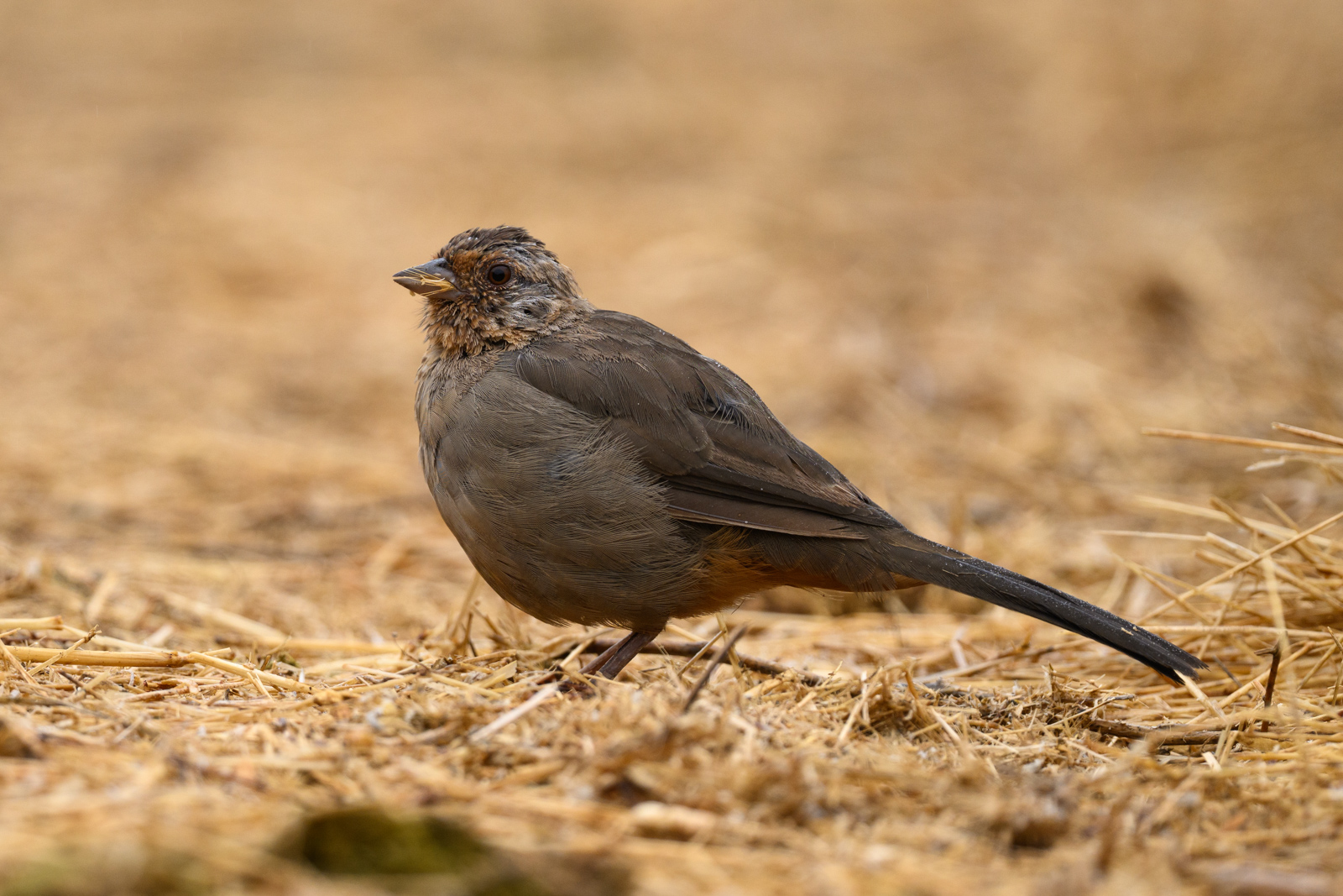 カリフォルニアムジトウヒチョウ（California Towhee）