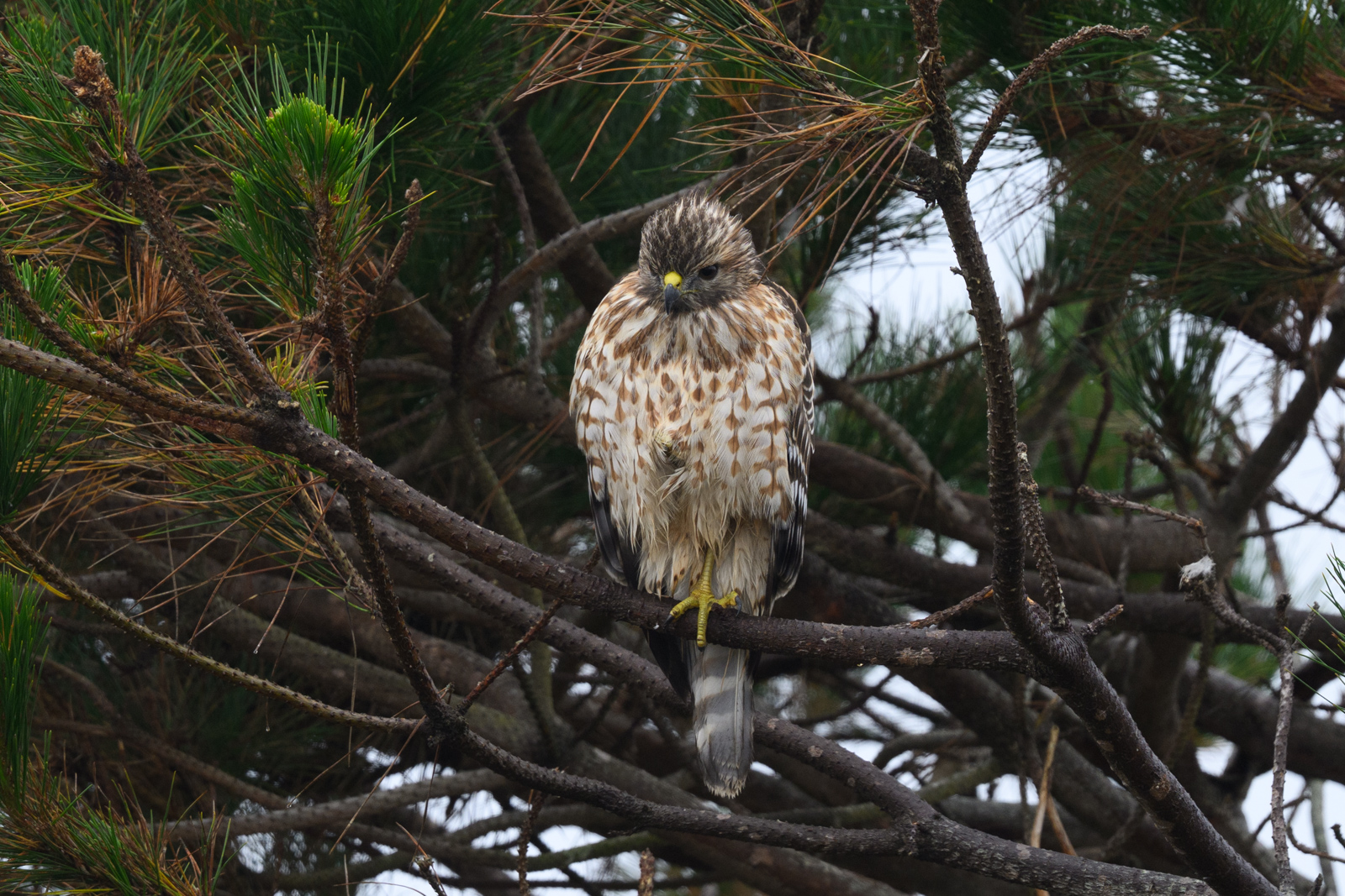 アカオノスリ（Red-tailed Hawk）