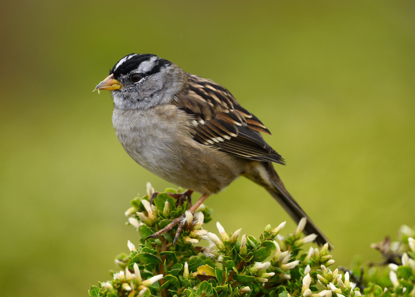 ミヤマシトド（White-crowned Sparrow）