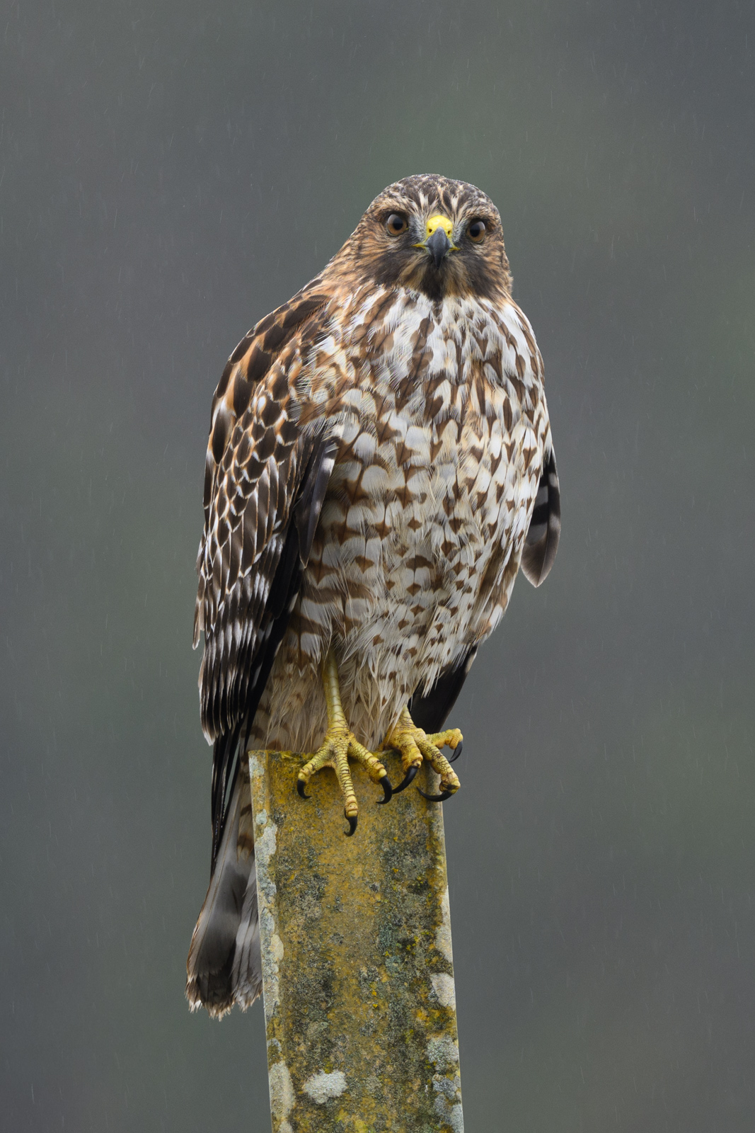 カタアカノスリ（Red-shouldered Hawk）