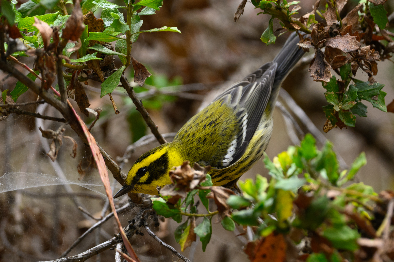 タウンゼントアメリカムシクイ（Townsends Warbler）