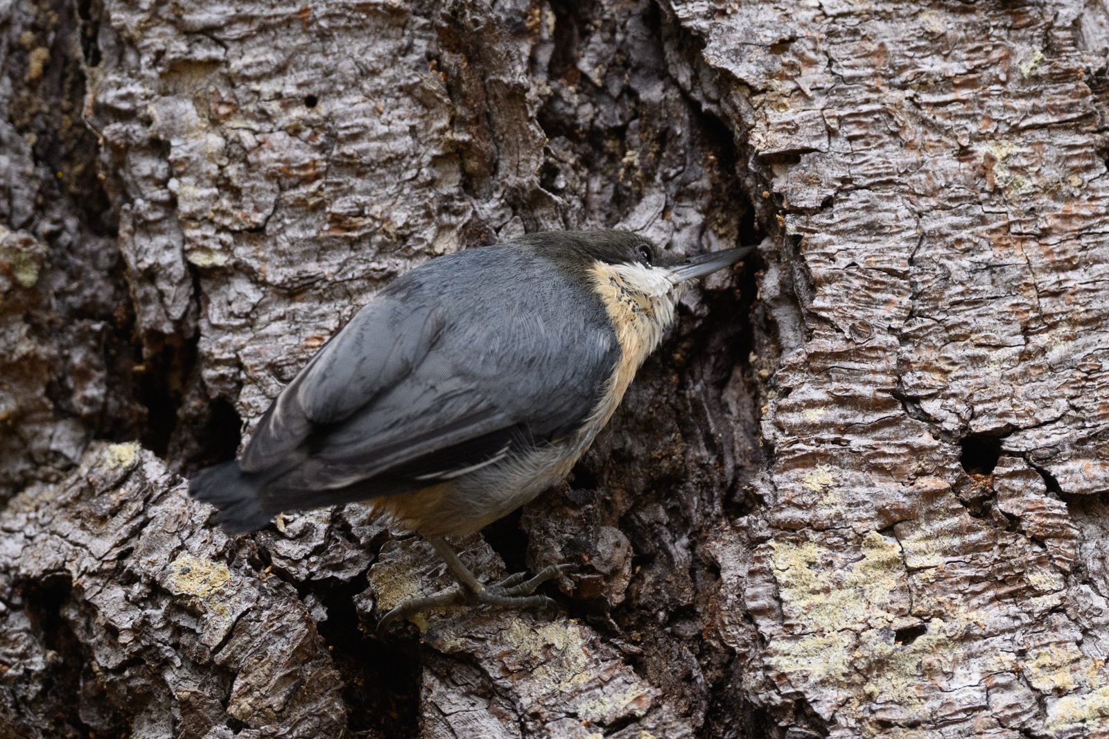 キバシリかな？と思ったが、初見のヒメゴジュウカラ（Pygmy Nuthatch）だった。