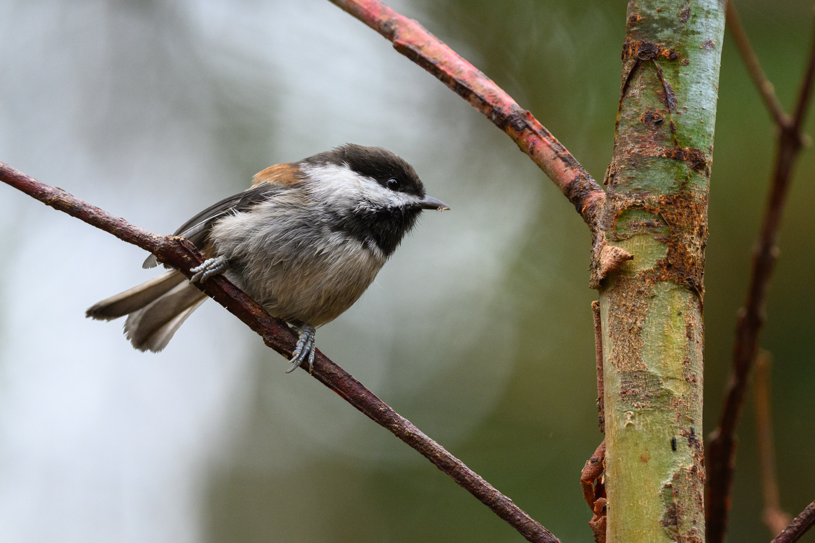 クリイロコガラ（Chestnut-backed Chickadee）
