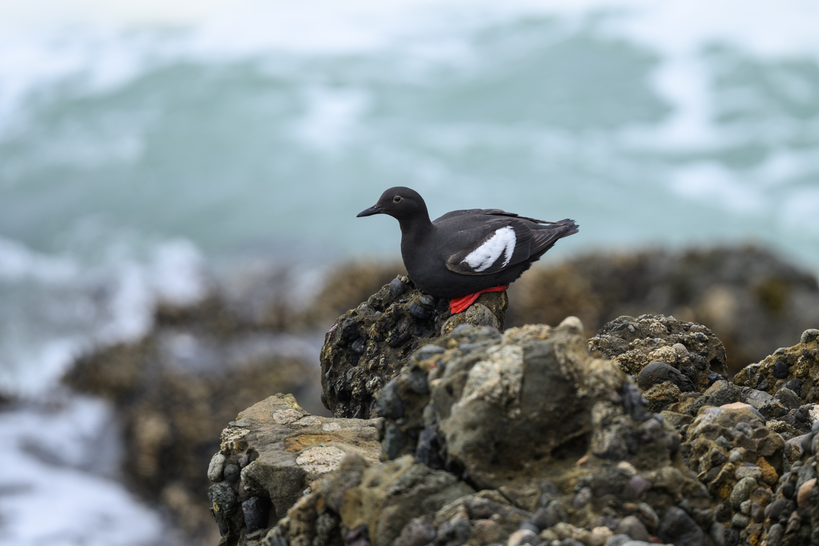 崖下の岩場にはウミバト（Pigeon Guillemot）がいた。
