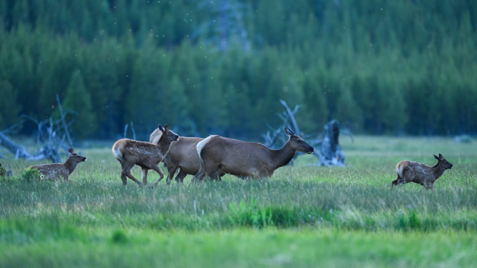 エルク（Elk）の群れに遭遇した。ワピチとも呼ばれる。通行する人々にもほとんど気づかれてなかったので、ゆっくり観察する。
