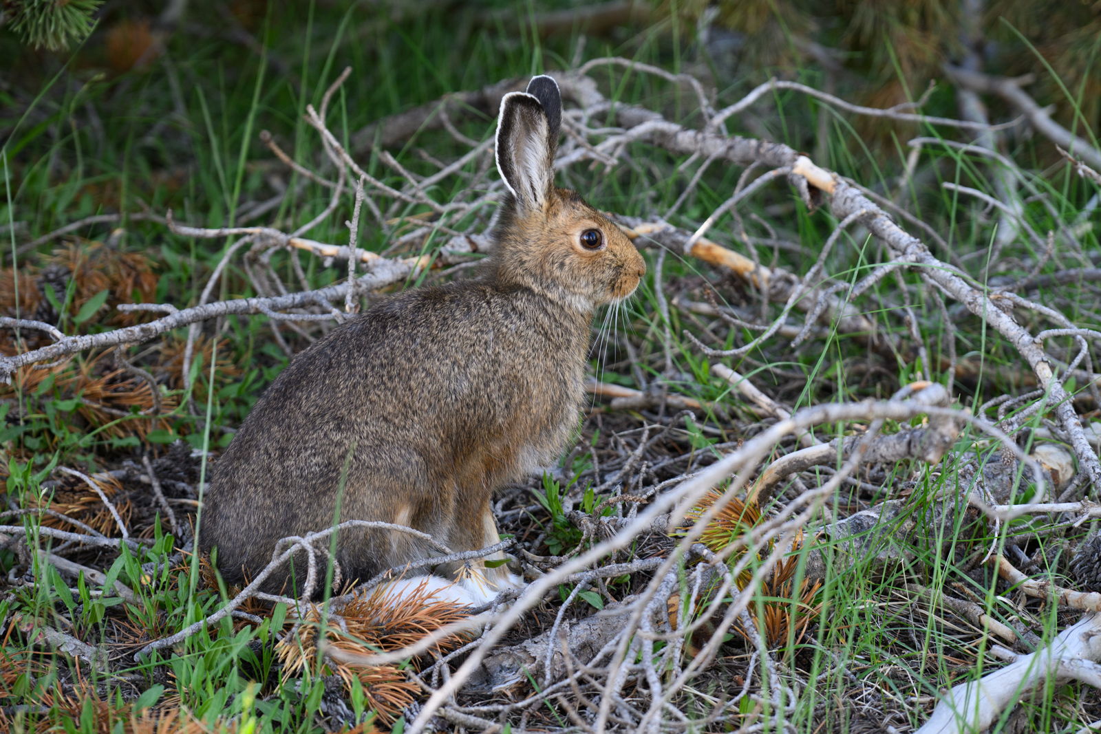 Norrisで見かけた、夏のカンジキウサギ（Snowshoe Hare）。冬は真っ白だが夏は足元だけ白い。