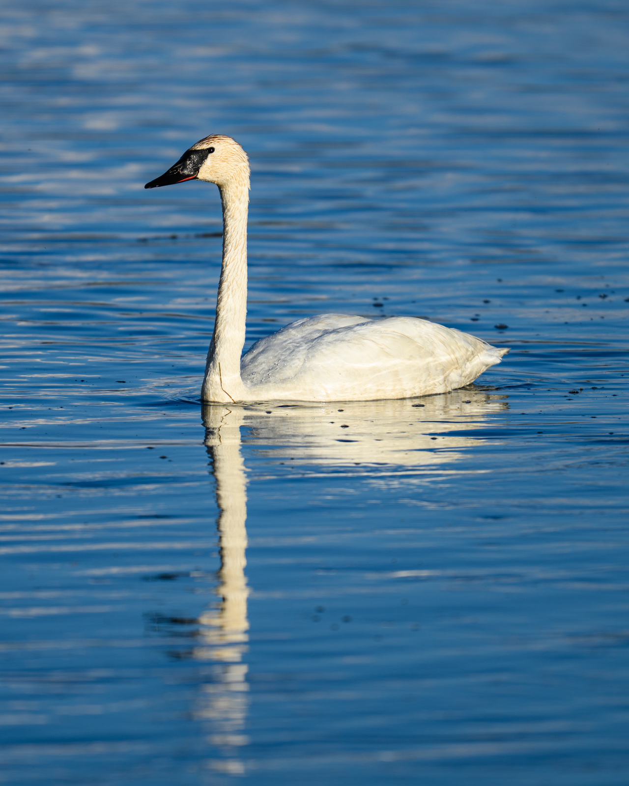ナキハクチョウ(Trumpeter Swan)。アラスカでは遠目にしか見られなかった。