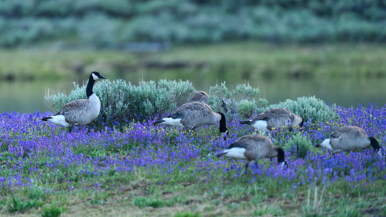 カナダガン(Canada Goose)
