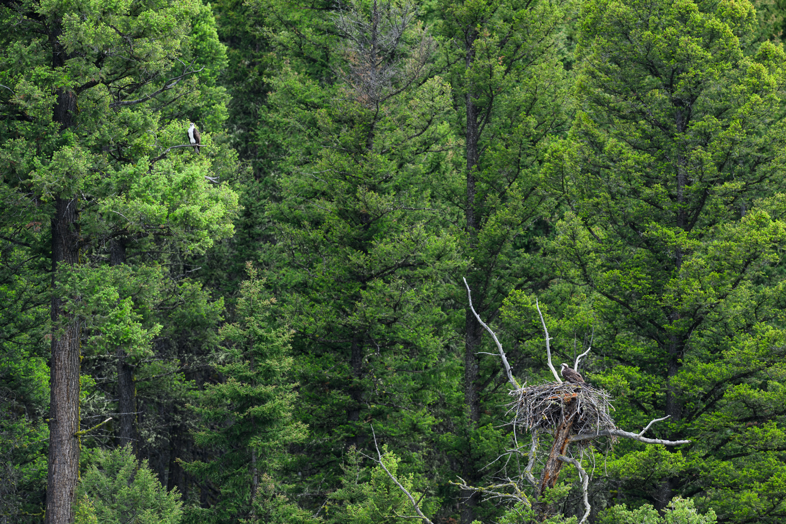 野鳥に限れば、Yellow Stoneでの遭遇率はあまり高くなかった。それでも営巣中のミサゴ(Osprey)がいた。日本では好みの被写体だったが、アメリカで目に…