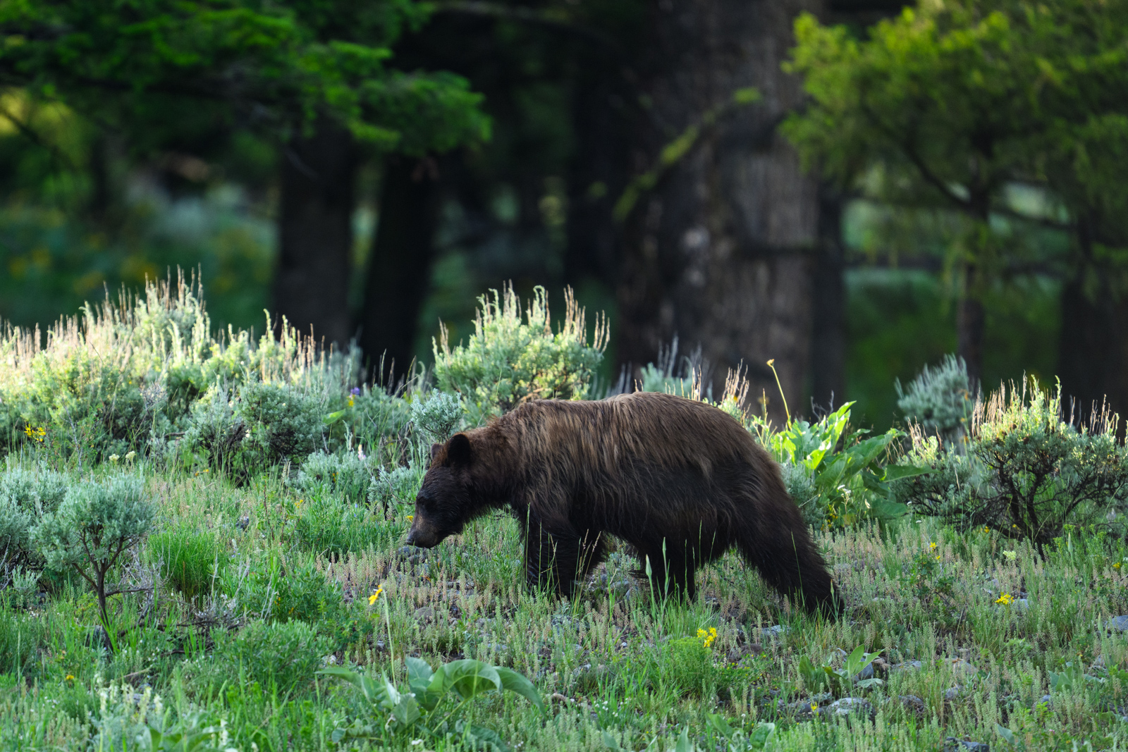 アメリカクロクマ(American Black Bear)。幸運にも比較的近い距離で車から見ることができた。