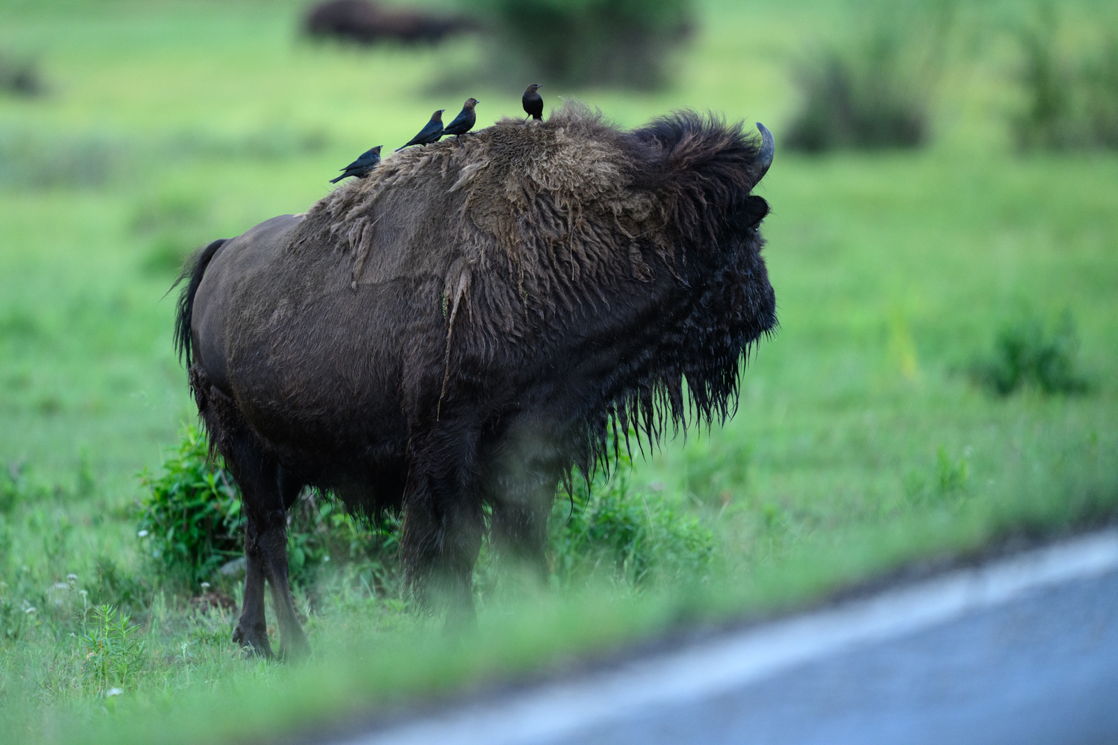 バイソンと、背中に集まるコウウチョウ(Brown-headed Cowbird)