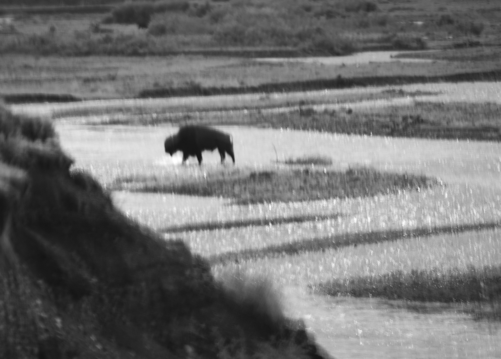 フロントガラス越しに撮ったバイソン。技術的にはほとんど失敗作な一枚だが、土地の雰囲気はよく捉えているような気がした。