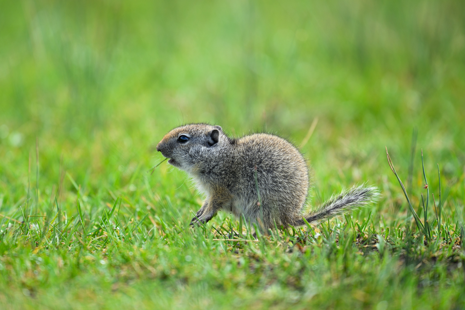 Lamar Valleyの草原にはたくさんのユインタジリス(Uinta Ground Squirrel)がいる。