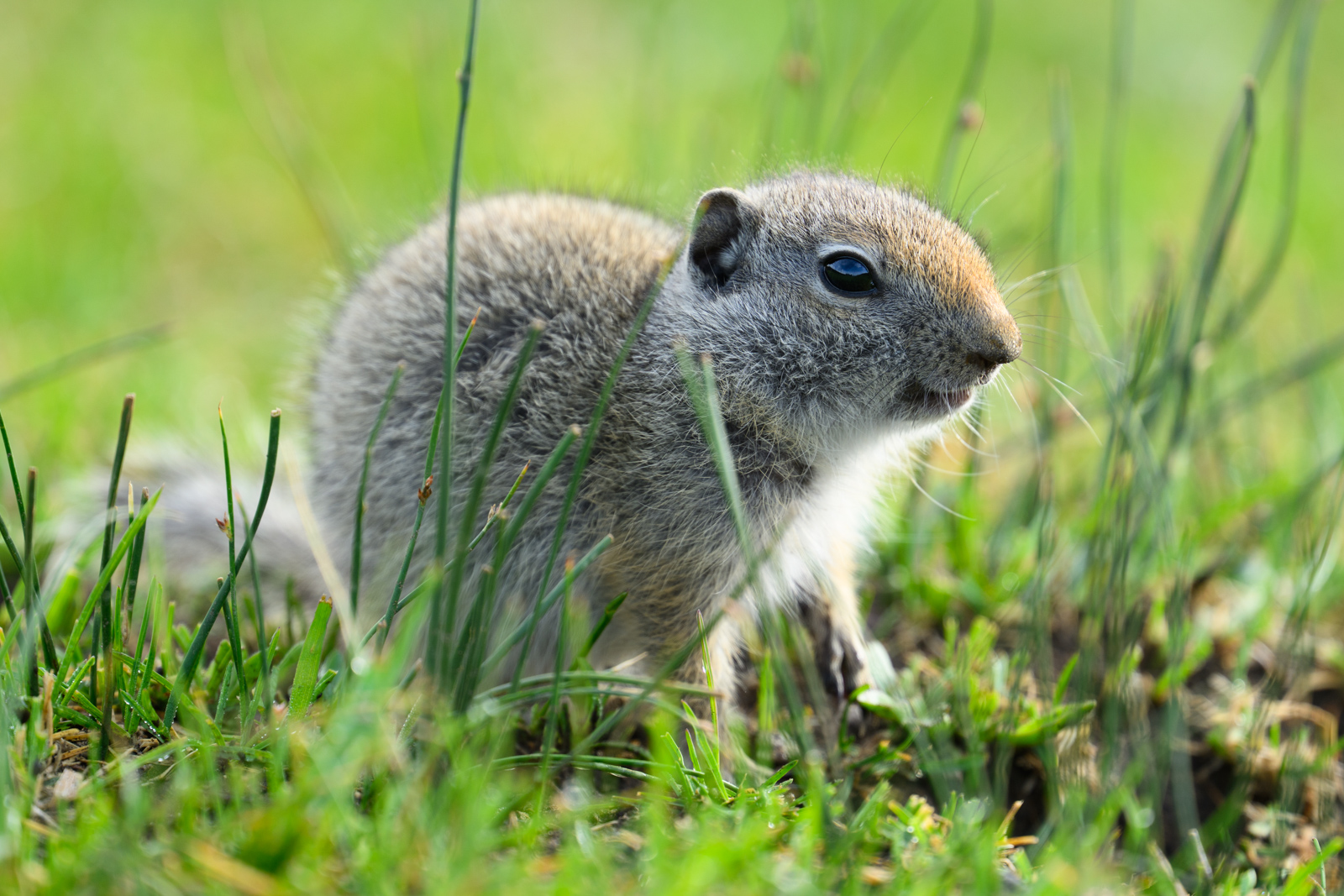 ちゃんと調べるまで、ピカ(American Pika)だと思っていました…